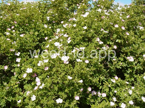 rose, sweetbriar